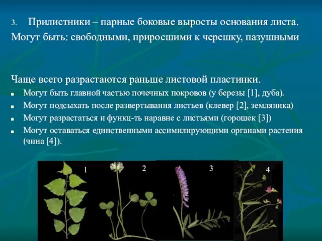 3. Прилистники – парные боковые выросты основания листа. Могут быть: свободными, приросшими