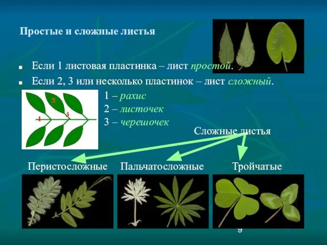 Если 1 листовая пластинка – лист простой. Если 2, 3 или несколько