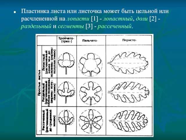 Пластинка листа или листочка может быть цельной или расчлененной на лопасти [1]