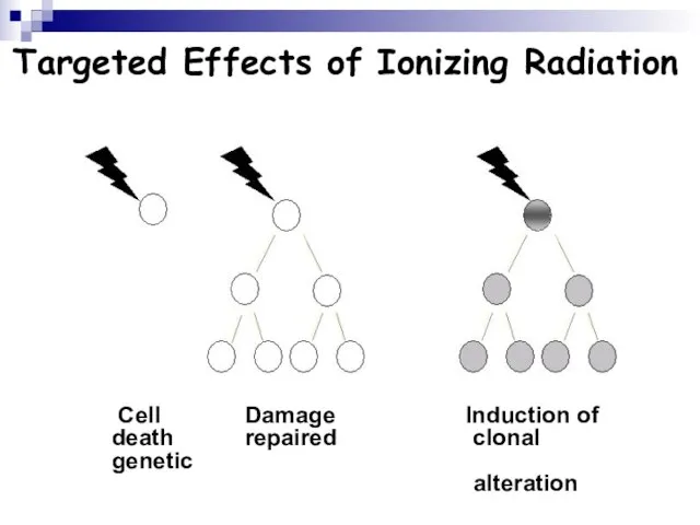 Targeted Effects of Ionizing Radiation Cell Damage Induction of death repaired clonal genetic alteration