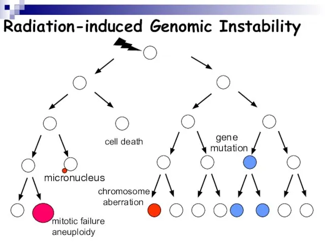 Radiation-induced Genomic Instability micronucleus chromosome aberration cell death gene mutation mitotic failure aneuploidy