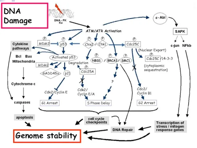 DNA Damage Genome stability
