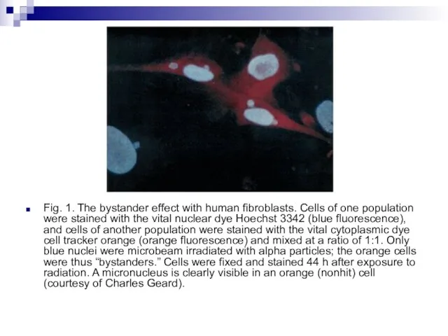 Fig. 1. The bystander effect with human fibroblasts. Cells of one population