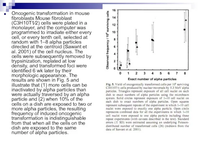 Oncogenic transformation in mouse fibroblasts Mouse fibroblast (C3H10T1⁄2) cells were plated in