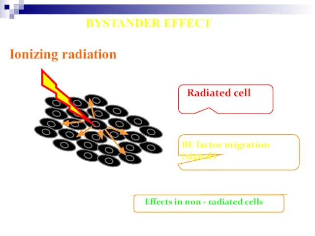 Ionizing radiation Radiated cell BE factor migration (signal) Effects in non - radiated cells BYSTANDER EFFECT