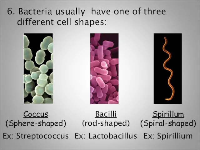 6. Bacteria usually have one of three different cell shapes: Coccus (Sphere-shaped)