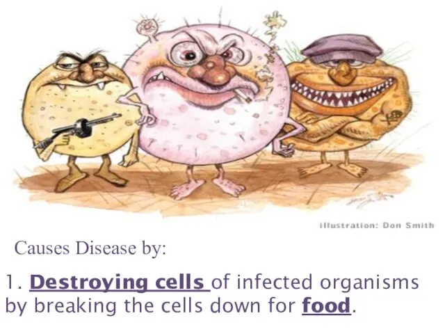 Causes Disease by: 1. Destroying cells of infected organisms by breaking the cells down for food.