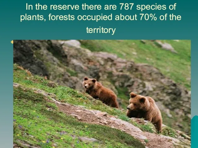 In the reserve there are 787 species of plants, forests occupied about 70% of the territory