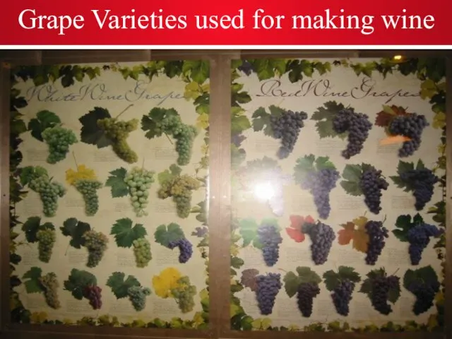 Grape Varieties used for making wine