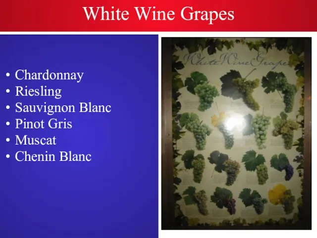 White Wine Grapes Chardonnay Riesling Sauvignon Blanc Pinot Gris Muscat Chenin Blanc