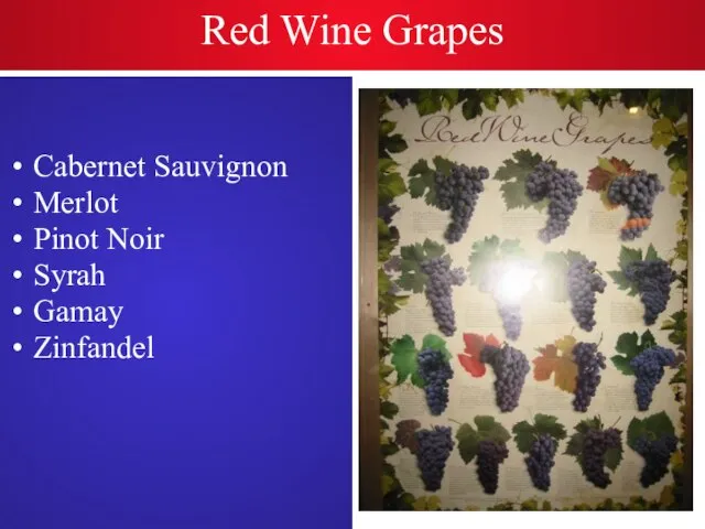 Red Wine Grapes Cabernet Sauvignon Merlot Pinot Noir Syrah Gamay Zinfandel