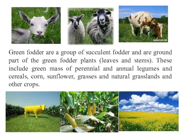 Green fodder are a group of succulent fodder and are ground part