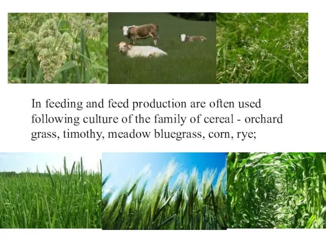 In feeding and feed production are often used following culture of the