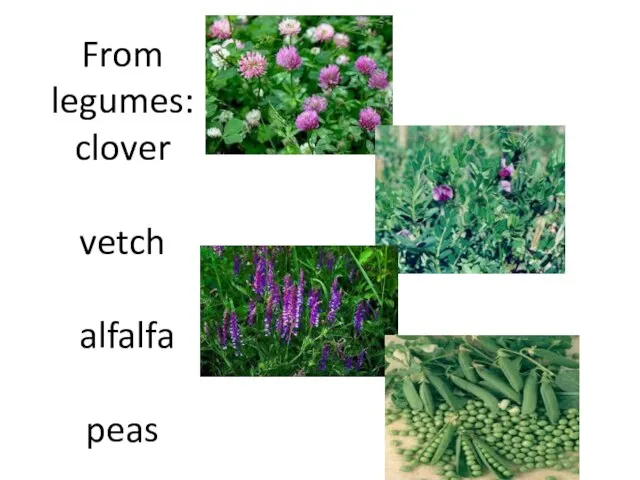 From legumes: clover vetch alfalfa peas