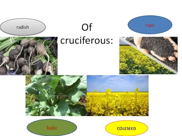 Of cruciferous: COLESEED kale rape radish