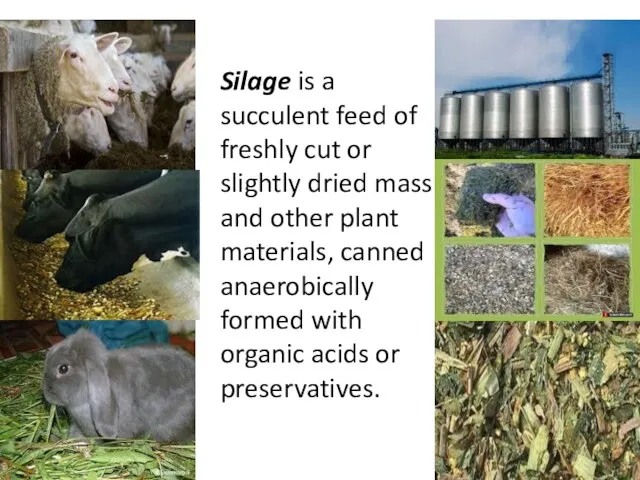 Silage is a succulent feed of freshly cut or slightly dried mass