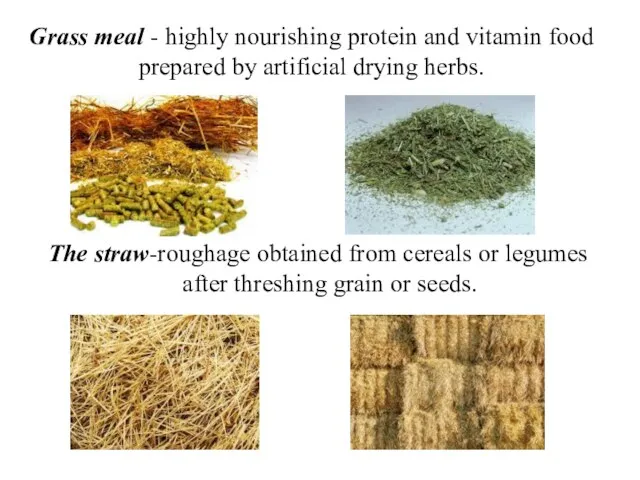 Grass meal - highly nourishing protein and vitamin food prepared by artificial