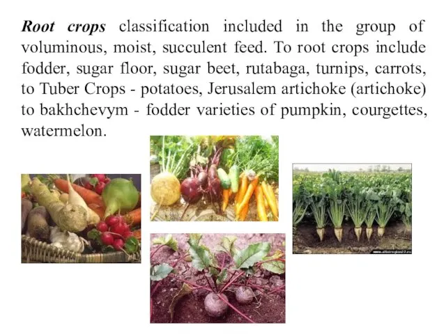 Root crops classification included in the group of voluminous, moist, succulent feed.