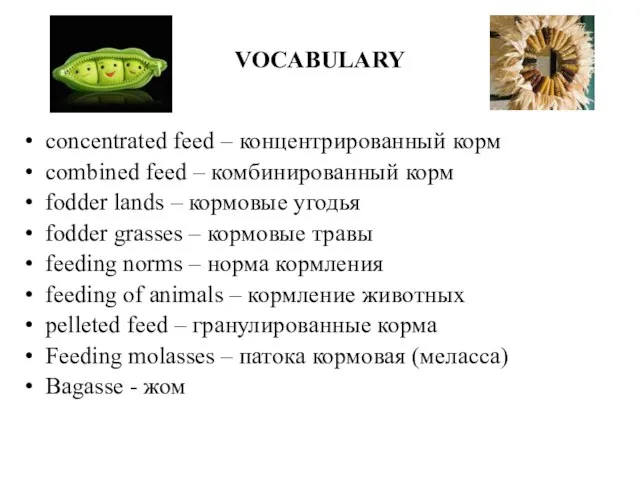 VOCABULARY concentrated feed – концентрированный корм combined feed – комбинированный корм fodder