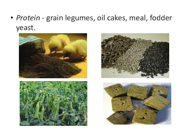 Protein - grain legumes, oil cakes, meal, fodder yeast.
