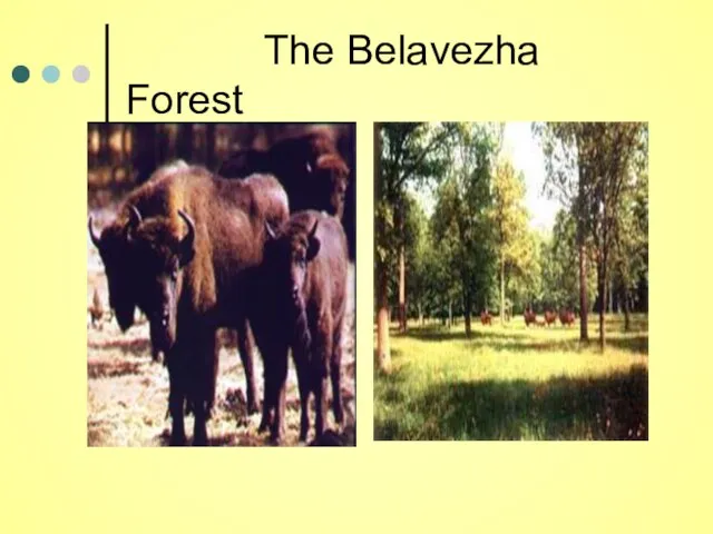 The Belavezha Forest