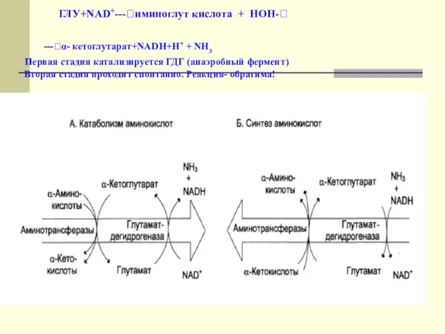 ГЛУ+NAD+---?иминоглут кислота + НОН-? ---?α- кетоглутарат+NADH+H+ + NH3 Первая стадия катализируется ГДГ