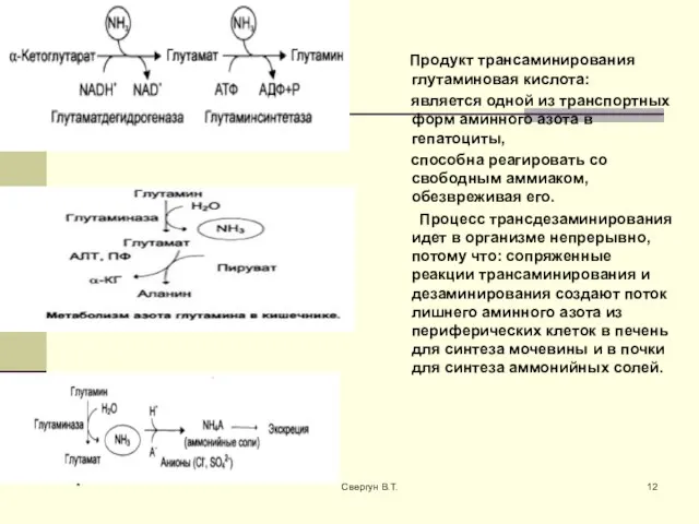 Продукт трансаминирования глутаминовая кислота: является одной из транспортных форм аминного азота в