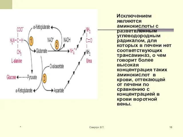 Исключением являются аминокислоты с разветвленным углеводородным радикалом, для которых в печени нет