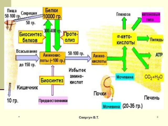 * Свергун В.Т.