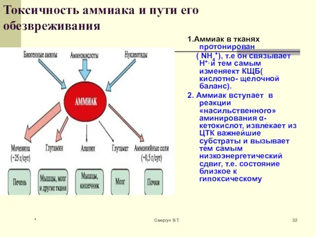 Токсичность аммиака и пути его обезвреживания 1.Аммиак в тканях протонирован ( NH4+),