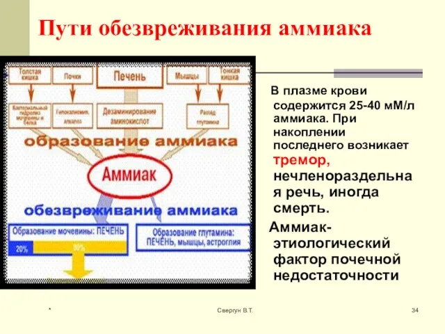 Пути обезвреживания аммиака В плазме крови содержится 25-40 мМ/л аммиака. При накоплении