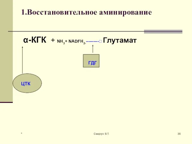 1.Восстановительное аминирование α-КГК + NH3+ NADFH2----------? Глутамат ЦТК ГДГ * Свергун В.Т.