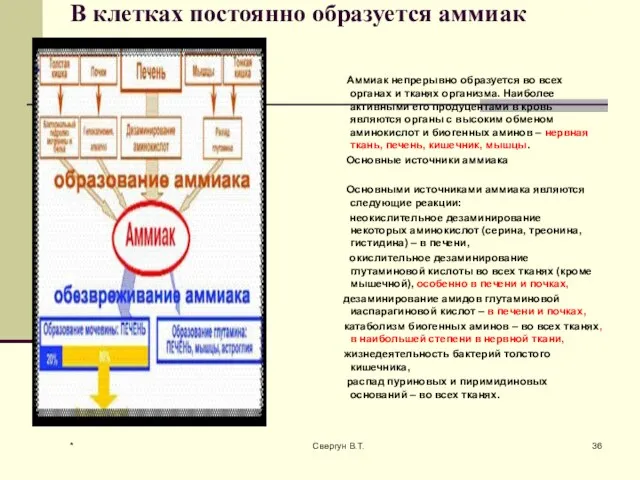 В клетках постоянно образуется аммиак Аммиак непрерывно образуется во всех органах и