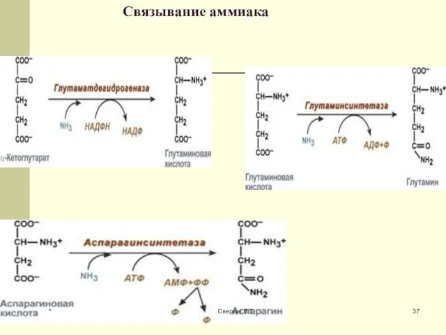 Связывание аммиака * Свергун В.Т.