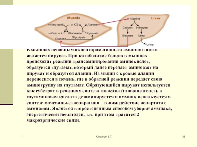 В мышцах основным акцептором лишнего аминного азота является пируват. При катаболизме белков