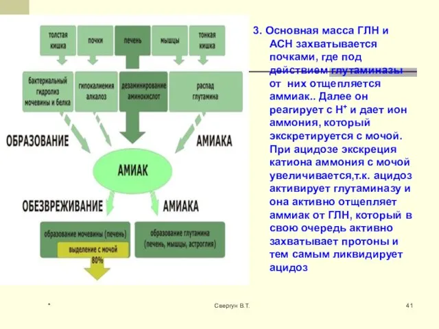 3. Основная масса ГЛН и АСН захватывается почками, где под действием глутаминазы