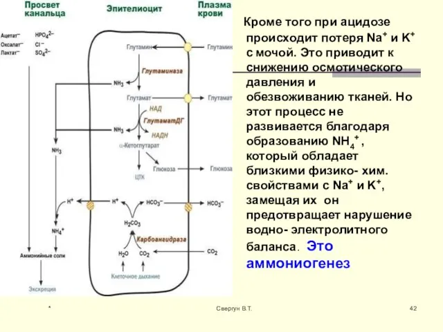 Кроме того при ацидозе происходит потеря Na+ и K+ с мочой. Это