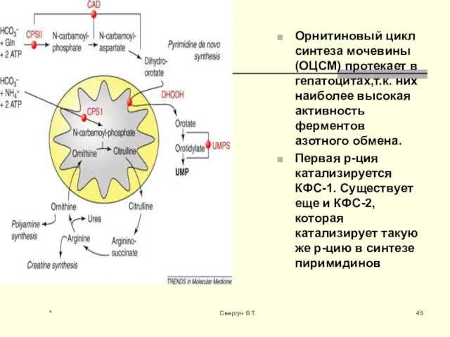 Орнитиновый цикл синтеза мочевины (ОЦСМ) протекает в гепатоцитах,т.к. них наиболее высокая активность