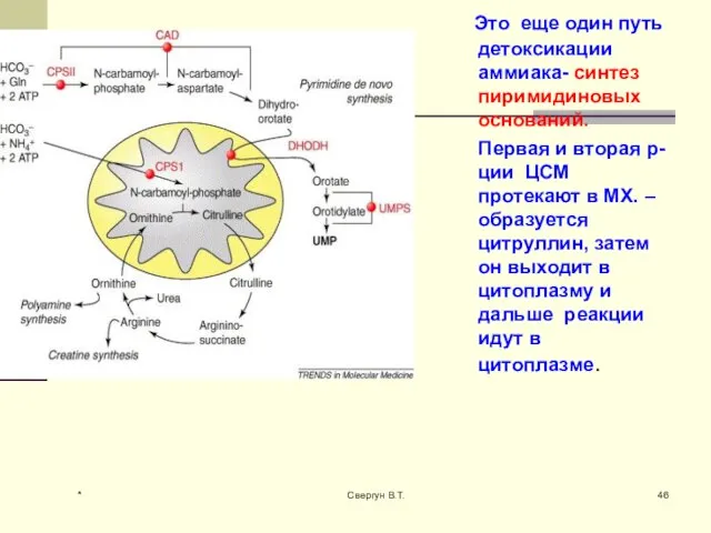 Это еще один путь детоксикации аммиака- синтез пиримидиновых оснований. Первая и вторая