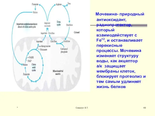 Мочевина- природный антиоксидант, радиопротектор,который взаимодействует с Fe+2, и останавливает перекисные процессы. Мочевина