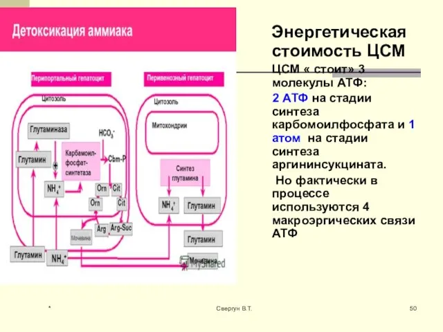 Энергетическая стоимость ЦСМ ЦСМ « стоит» 3 молекулы АТФ: 2 АТФ на