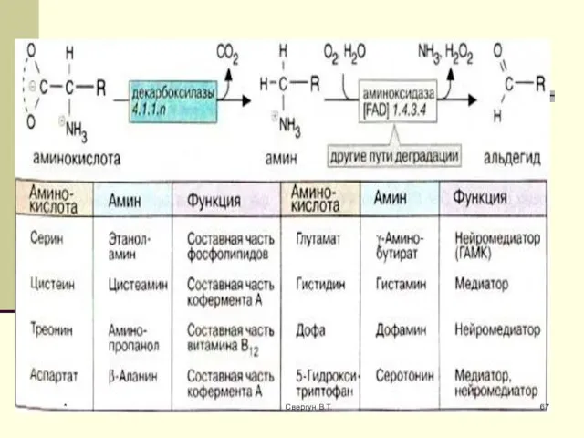 * Свергун В.Т.