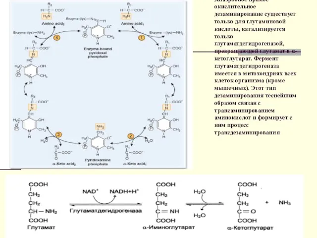 Анаэробное прямое окислительное дезаминирование существует только для глутаминовой кислоты, катализируется только глутаматдегидрогеназой,