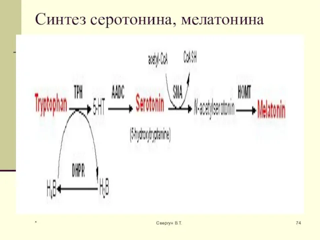 Синтез серотонина, мелатонина * Свергун В.Т.