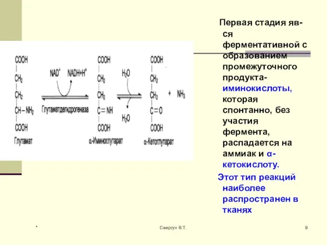 Первая стадия яв-ся ферментативной с образованием промежуточного продукта- иминокислоты, которая спонтанно, без