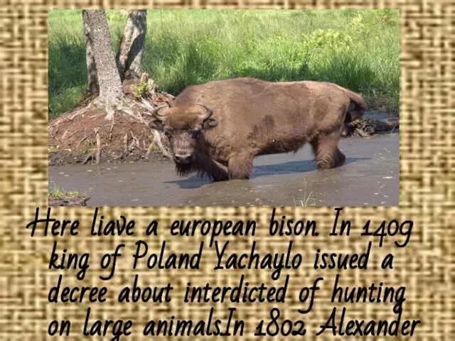 Here liave a european bison. In 1409 king of Poland Yachaylo issued