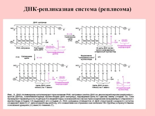 ДНК-репликазная система (реплисома)