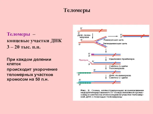 Теломеры Теломеры – концевые участки ДНК 3 – 20 тыс. п.н. При