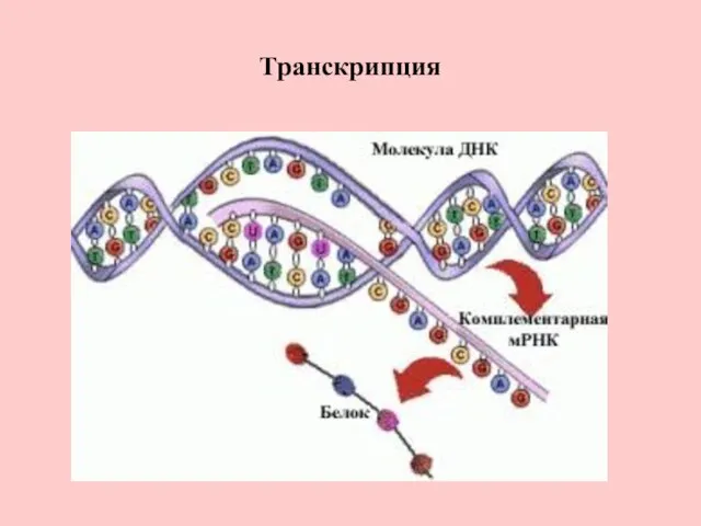 Транскрипция