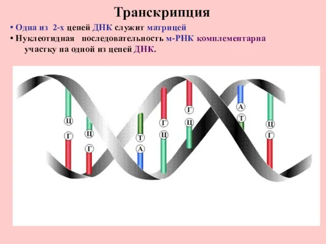 Транскрипция Одна из 2-х цепей ДНК служит матрицей Нуклеотидная последовательность м-РНК комплементарна